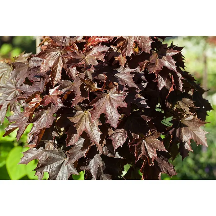 Pflanzen für dich Spitzahorn 30 Liter 10-14 cm Stammumfang - Acer platanoides 'Crimson King' - Rotbraune Ahornblätter an einem Strauch mit markanter Lappung und ausgeprägter Äderung.