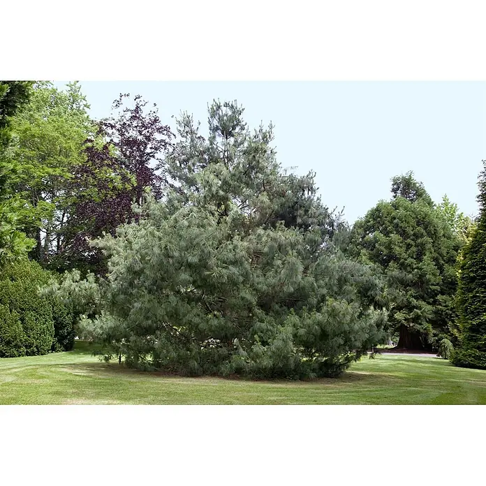 Pflanzen für dich Pinie 70-80 cm - Pinus wallichiana, Aktuelle Wuchshöhe: 70 cm - 80 cm - Ein großer, voller Kiefernbaum mit blaugrünen Nadeln steht in einem grasbewachsenen Garten, umgeben von anderen Bäumen.
