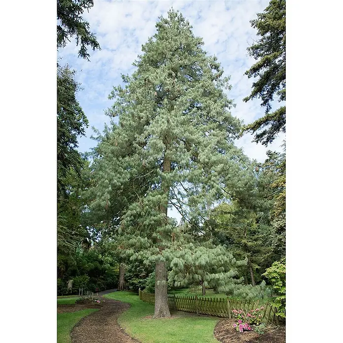 Pflanzen für dich Pinie 70-80 cm - Pinus wallichiana, Aktuelle Wuchshöhe: 70 cm - 80 cm - Ein hoher, blaugrüner Kiefernbaum in einem Park mit gewundenem Weg.