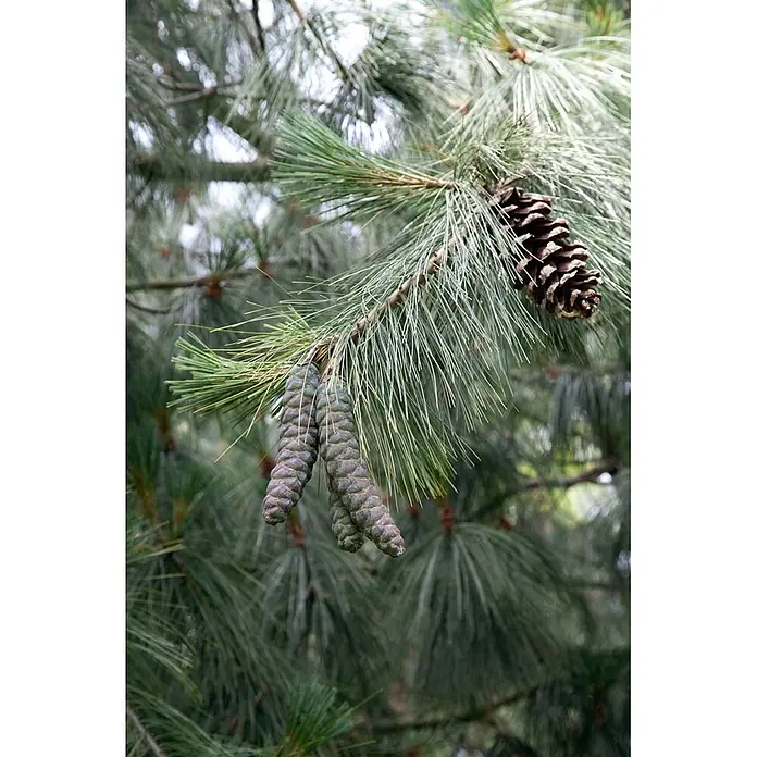 Pflanzen für dich Pinie 70-80 cm - Pinus wallichiana, Aktuelle Wuchshöhe: 70 cm - 80 cm - Kiefernzweig mit langen Nadeln, einem reifen braunen Kiefernzapfen und zwei jüngeren grün-violetten Zapfen.
