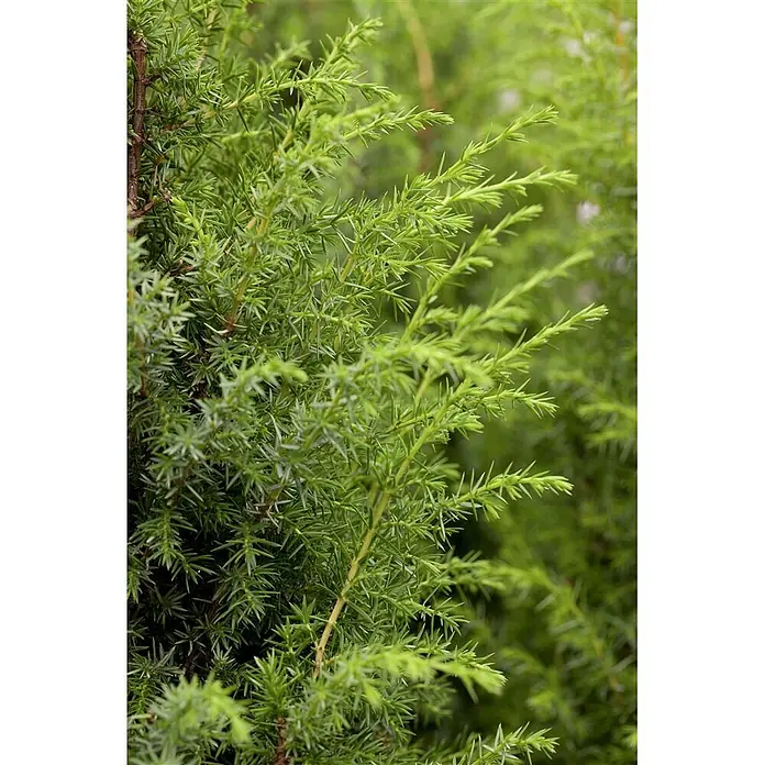 Pflanzen für dich Gemeiner Wacholder 60-80 cm - Juniperus communis 'Bruns', Aktuelle Wuchshöhe: 60 cm - 80 cm - Lebhaft grüner, immergrüner Strauch mit dichtem, stacheligem Nadelwerk.