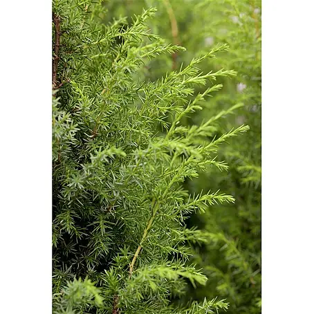 Pflanzen für dich  Gemeiner Wacholder 40-60 cm
