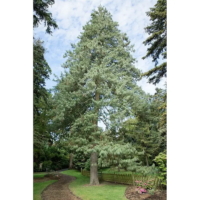 Pflanzen für dich Pinie 70-80 cm - Pinus wallichiana, Aktuelle Wuchshöhe: 70 cm - 80 cm - Eine majestätische Kiefer mit bläulich-grünen Nadeln steht hoch in einem Park, neben einem gewundenen Kiesweg und einem Holzzaun.