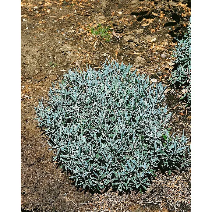 Pflanzen für dich Rosmarinheide 2 Liter - Andromeda polifolia 'Blue Ice' - Kompakter silbrig-grüner Strauch mit länglichen Blättern, wächst in trockenem Gartenboden.