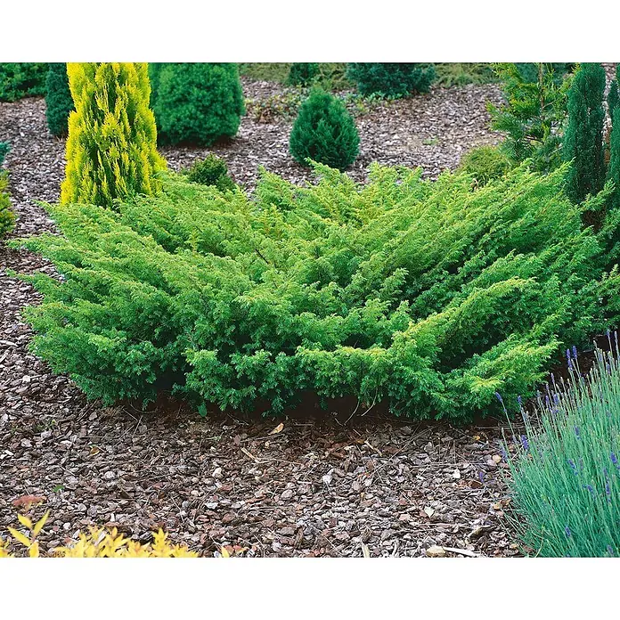 Pflanzen für dich Gemeiner Wacholder 40-60 cm - Juniperus communis, Aktuelle Wuchshöhe: 40 cm - 60 cm - Üppiger grüner, breitwachsender Wacholderbusch im Garten, ideal als Bodendecker.