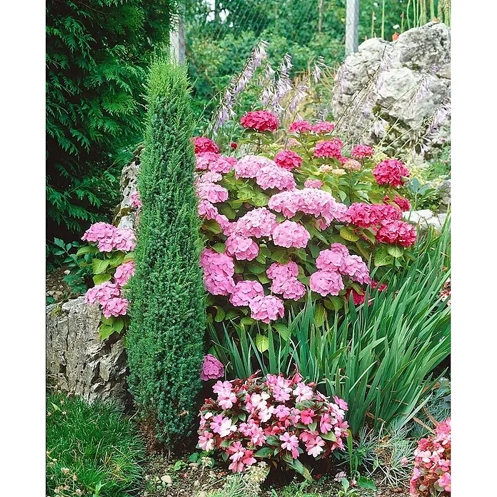 Pflanzen für dich Gemeiner Wacholder 30-40 cm - Juniperus communis 'Sentinel', Aktuelle Wuchshöhe: 30 cm - 40 cm - Ein Gartenbeet mit einem hohen grünen Nadelbaum, leuchtend rosa Hortensien und rosa Fleißigen Lieschen.