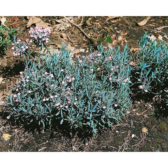 Pflanzen für dich Rosmarinheide 2 Liter - Andromeda polifolia 'Blue Ice' - Niedrig wachsende Pflanze mit blaugrünen Blättern und kleinen, rosa glockenförmigen Blüten.