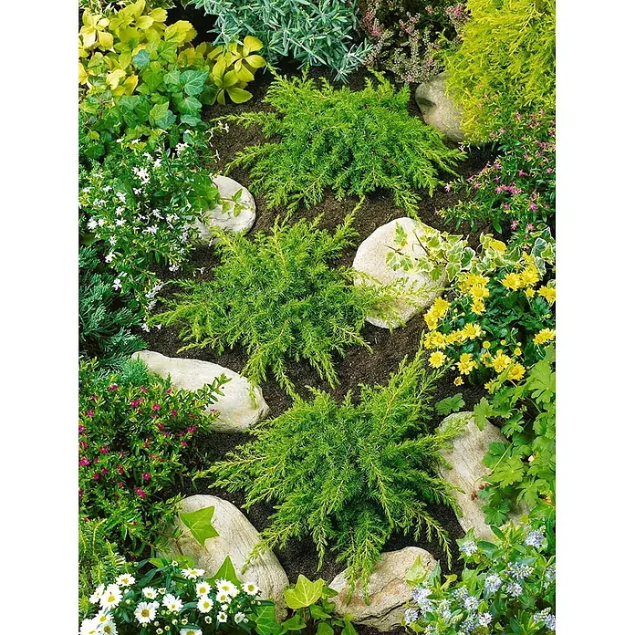 Pflanzen für dich Gemeiner Wacholder 40-60 cm - Juniperus communis, Aktuelle Wuchshöhe: 40 cm - 60 cm - Lebendiges Blumenbeet mit vielfältigen grünen Pflanzen, bunten Blüten und dekorativen hellen Steinen.