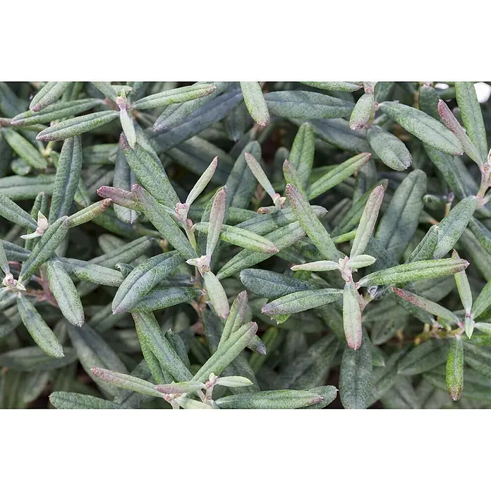 Pflanzen für dich Rosmarinheide 2 Liter - Andromeda polifolia 'Blue Ice' - Nahaufnahme einer Pflanze mit vielen ovalen grünen Blättern, teils mit rötlichen Spitzen, und kleinen hellrosa Knospen.