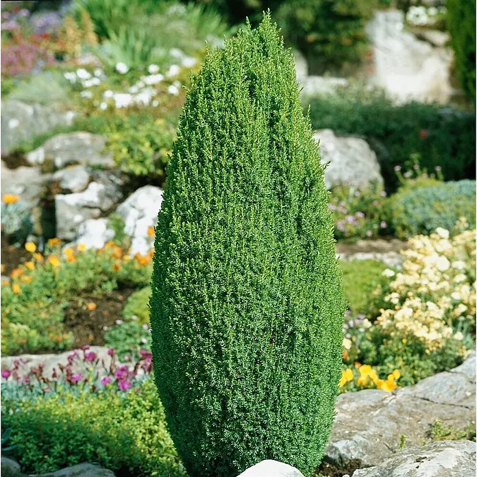 Pflanzen für dich Gemeiner Wacholder 40-60 cm - Juniperus communis, Aktuelle Wuchshöhe: 40 cm - 60 cm - Grüner, kegelförmiger Nadelstrauch in einem felsigen Gartenbeet.