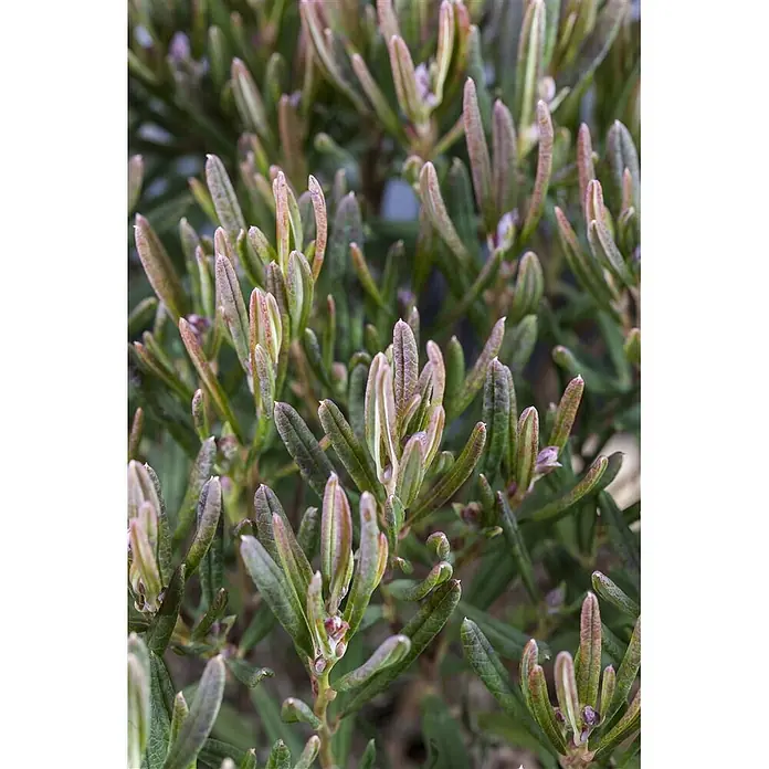 Pflanzen für dich Rosmarinheide 30-40 cm - Andromeda polifolia - Grünes Strauchblattwerk mit schmalen, länglichen Blättern und rötlich-rosa Spitzen an neuem Wuchs.