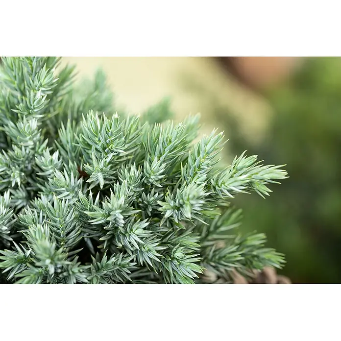 Pflanzen für dich Gemeiner Wacholder 40-60 cm - Juniperus communis, Aktuelle Wuchshöhe: 40 cm - 60 cm - Nahaufnahme eines blaugrünen Nadelgehölzes mit nadelartigen Blättern.