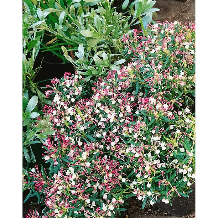 Pflanzen für dich Rosmarinheide 30-40 cm - Andromeda polifolia - Blühende Pflanze mit dunkelgrünen Blättern und Büscheln aus weißen und rosafarbenen Blüten.