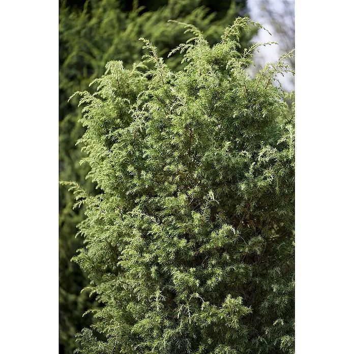 Pflanzen für dich Gemeiner Wacholder 60-80 cm - Juniperus communis 'Bruns', Aktuelle Wuchshöhe: 60 cm - 80 cm - Dichter grüner immergrüner Strauch mit texturiertem Laub.