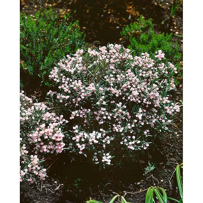 Pflanzen für dich Rosmarinheide 30-40 cm - Andromeda polifolia - Kleiner immergrüner Strauch mit zahlreichen winzigen rosa, glockenförmigen Blüten und kleinen grünen Blättern, in dunkler Erde wachsend.