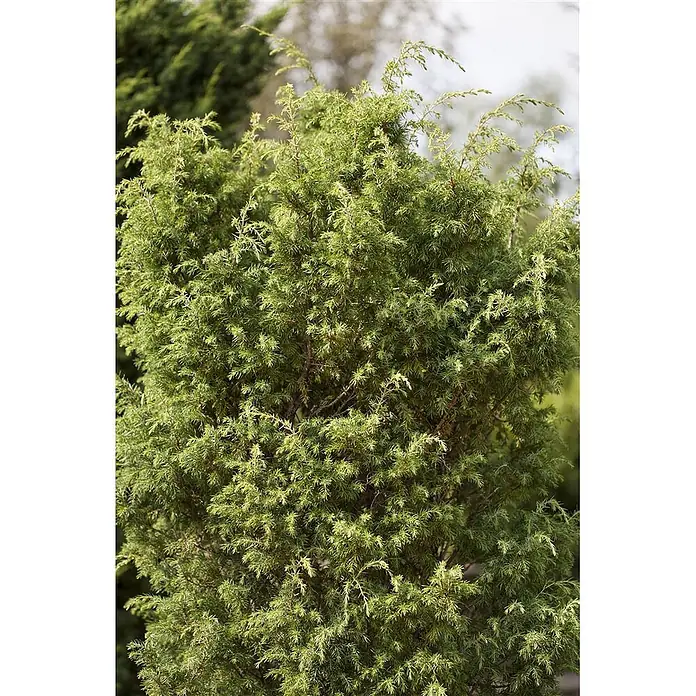 Pflanzen für dich Gemeiner Wacholder 60-80 cm - Juniperus communis 'Bruns', Aktuelle Wuchshöhe: 60 cm - 80 cm - Dichter grüner immergrüner Strauch mit strukturiertem, schuppigem Laub.
