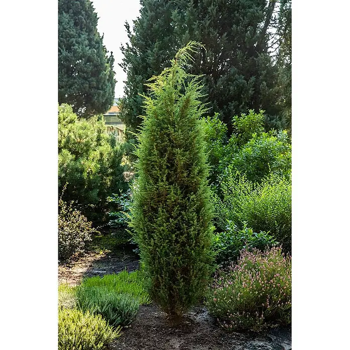 Pflanzen für dich Gemeiner Wacholder 60-80 cm - Juniperus communis 'Bruns', Aktuelle Wuchshöhe: 60 cm - 80 cm - Ein hoher, schlanker, grüner Nadelbaum mit spitzer Spitze, vertikal in einem sonnigen Garten zwischen anderen grünen Sträuchern und blühenden Pflanzen gepflanzt.