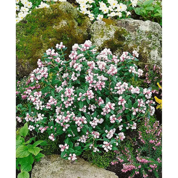 Pflanzen für dich Rosmarinheide 30-40 cm - Andromeda polifolia - Niedriger Strauch mit kleinen rosa-weißen Blüten und grünen Blättern, in einem Steingarten mit Moos und Felsen.
