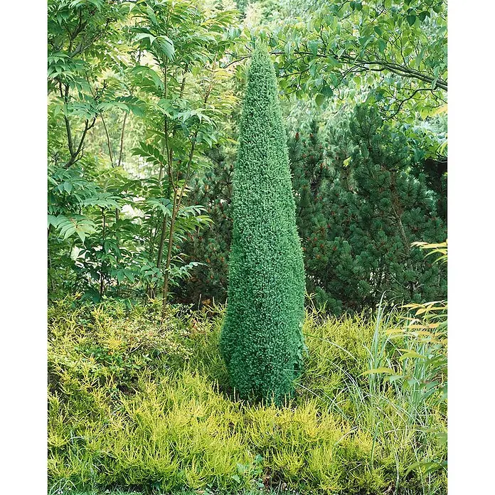 Pflanzen für dich Gemeiner Wacholder 30-40 cm - Juniperus communis 'Sentinel', Aktuelle Wuchshöhe: 30 cm - 40 cm - Hoher, konischer immergrüner Strauch mit dichtem grünem Laub, umgeben von leuchtend gelbgrünem Bodendecker im Garten.