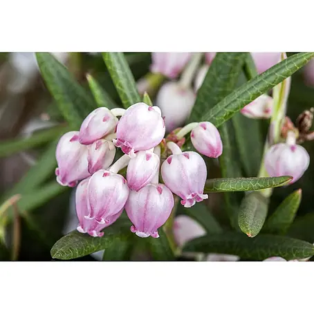 Pflanzen für dich  Rosmarinheide 30-40 cm
