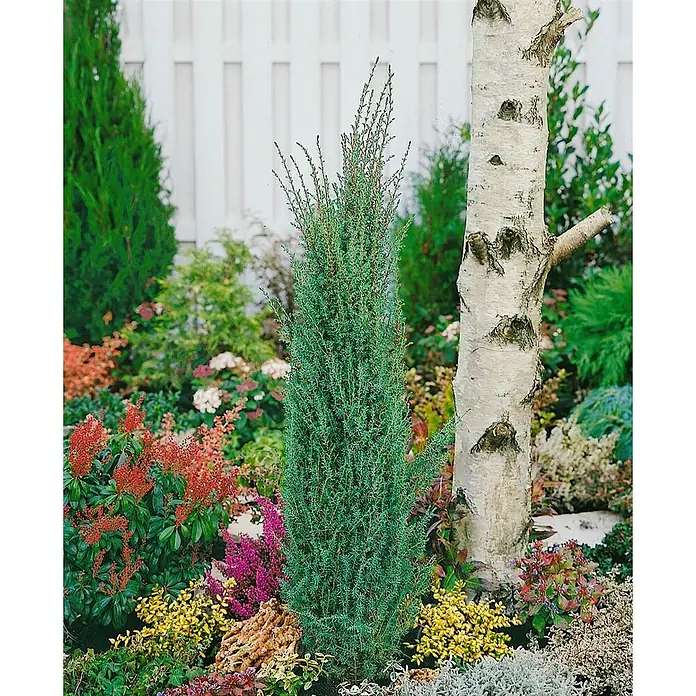 Pflanzen für dich Gemeiner Wacholder 30-40 cm - Juniperus communis 'Sentinel', Aktuelle Wuchshöhe: 30 cm - 40 cm - Hoher, schlanker, blaugrüner Nadelbaum mit konischer Form, in einem farbenfrohen Garten neben einer Birke gepflanzt.