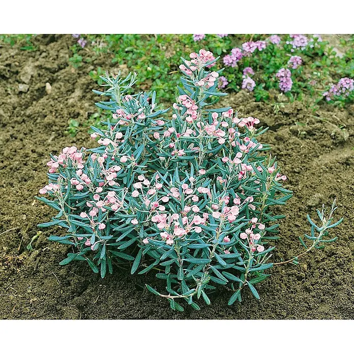 Pflanzen für dich Rosmarinheide 30-40 cm - Andromeda polifolia - Eine niedrige Pflanze mit blaugrünen nadelförmigen Blättern und vielen kleinen rosa Blüten, in brauner Erde gepflanzt.