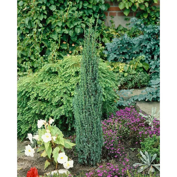 Pflanzen für dich Gemeiner Wacholder 30-40 cm - Juniperus communis 'Sentinel', Aktuelle Wuchshöhe: 30 cm - 40 cm - Schlanke, blaugrüne Nadelbaum-Säule, aufrecht in einem bepflanzten Gartenbeet.