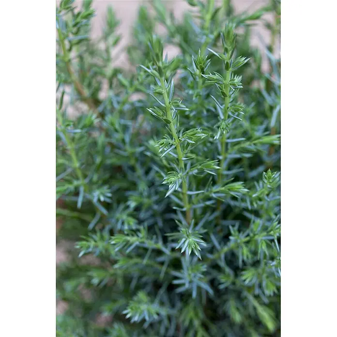 Pflanzen für dich Gemeiner Wacholder 30-40 cm - Juniperus communis 'Sentinel', Aktuelle Wuchshöhe: 30 cm - 40 cm - Nahaufnahme einer dichten, stacheligen immergrünen Pflanze mit grünlich-blauen Nadelblättern.