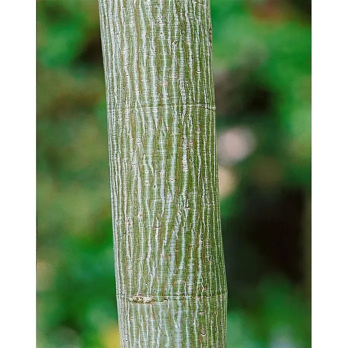 Pflanzen für dich Spitzahorn 175-200 cm - Acer davidii - Nahaufnahme eines Baumstammes mit grüner Rinde, die markante weiße vertikale Streifen und dezente rötliche Linien aufweist.