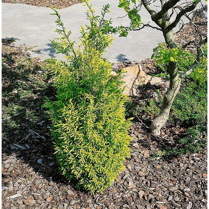 Pflanzen für dich Gemeiner Wacholder 30-40 cm - Juniperus communis 'Gold Cone', Aktuelle Wuchshöhe: 30 cm - 40 cm - Lebhaft gelb-grüner Zierstrauch mit spitzen Blättern, gepflanzt in einem Gartenbeet mit Rindenmulch.