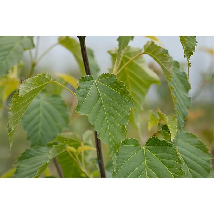 Pflanzen für dich Spitzahorn 175-200 cm - Acer davidii - Nahaufnahme von leuchtend grünen Blättern mit gezackten Rändern an einem braunen Ast.