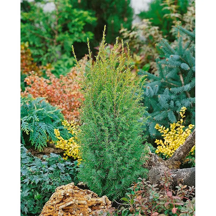 Pflanzen für dich Gemeiner Wacholder 30-40 cm - Juniperus communis 'Gold Cone', Aktuelle Wuchshöhe: 30 cm - 40 cm - Grüner, säulenförmiger Immergrün-Strauch mit hellem Neuaustrieb, in einem vielfältigen Garten.