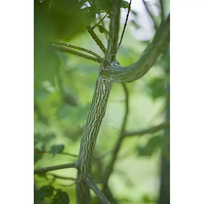 Pflanzen für dich Spitzahorn 175-200 cm - Acer davidii - Ast mit markanter grün-weiß gestreifter Rinde zwischen weichem grünen Laub.