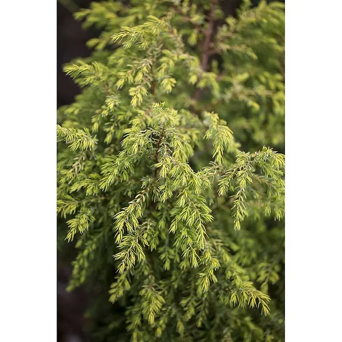 Pflanzen für dich Gemeiner Wacholder 30-40 cm - Juniperus communis 'Gold Cone', Aktuelle Wuchshöhe: 30 cm - 40 cm - Nahaufnahme eines Nadelstrauchs mit leuchtend gelbgrünen, nadelartigen Blättern.