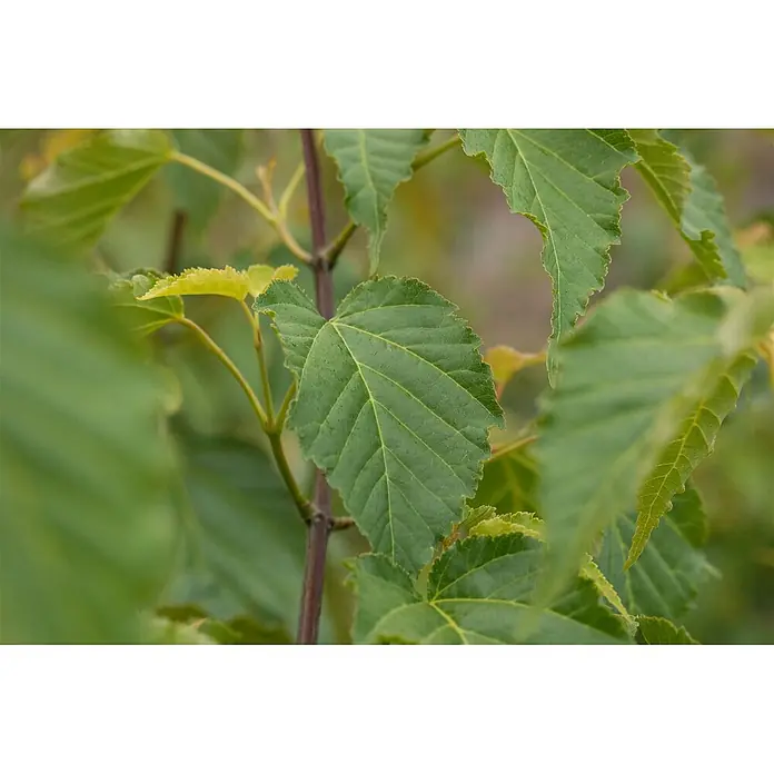 Pflanzen für dich Spitzahorn 175-200 cm - Acer davidii - Nahaufnahme von leuchtend grünen Blättern mit gezackten Rändern an einem braunen Stiel, mit hellerem neuem Wachstum.