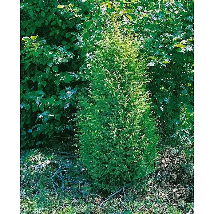 Pflanzen für dich Gemeiner Wacholder 30-40 cm - Juniperus communis 'Gold Cone', Aktuelle Wuchshöhe: 30 cm - 40 cm - Eine leuchtend grüne, kegelförmige Konifere mit feinem, dichtem Laub, aufrecht wachsend in natürlicher Umgebung.