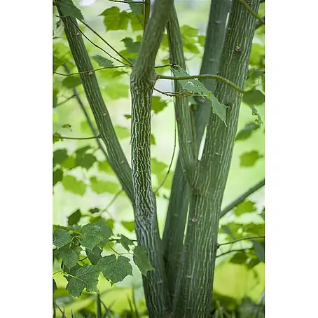 Pflanzen für dich  Spitzahorn 175-200 cm