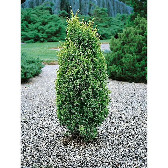 Pflanzen für dich Gemeiner Wacholder 30-40 cm - Juniperus communis 'Gold Cone', Aktuelle Wuchshöhe: 30 cm - 40 cm - Kleiner, kegelförmiger immergrüner Strauch mit grünem Laub auf einem Kiesweg.