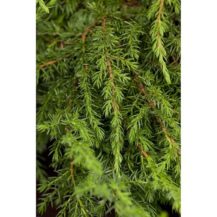 Pflanzen für dich Gemeiner Wacholder 20-30 cm - Juniperus communis 'Green Carpet', Aktuelle Wuchshöhe: 20 cm - 30 cm - Üppiges, grünes Wacholderlaub.