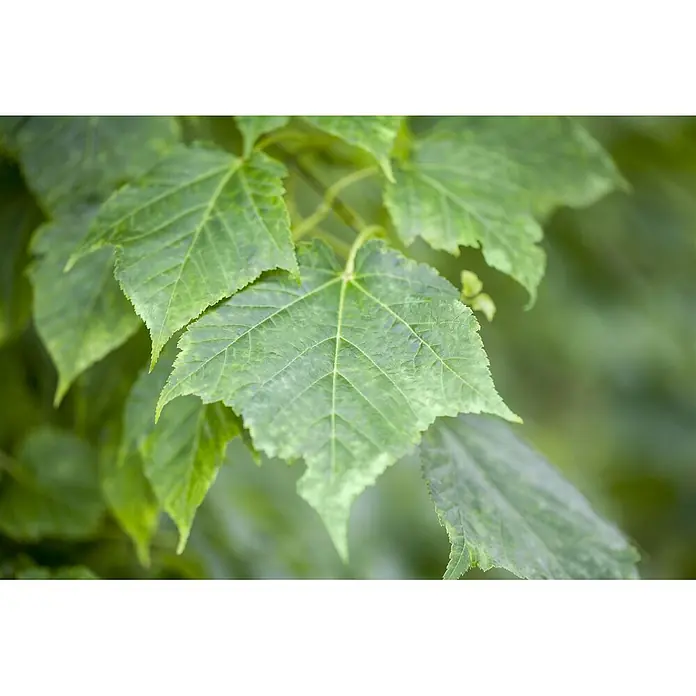 Pflanzen für dich Spitzahorn 175-200 cm - Acer davidii - Nahaufnahme mehrerer leuchtend grüner Blätter mit deutlichen Adern.