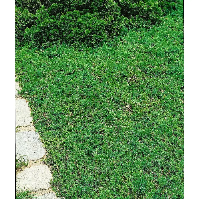 Pflanzen für dich Gemeiner Wacholder 20-30 cm - Juniperus communis 'Green Carpet', Aktuelle Wuchshöhe: 20 cm - 30 cm - Dichte grüne Bodendeckerpflanzen säumen einen hellen Steinweg, mit dunkleren grünen Sträuchern im Hintergrund.