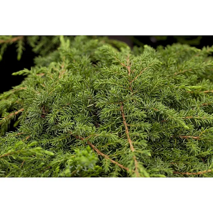 Pflanzen für dich Gemeiner Wacholder 20-30 cm - Juniperus communis 'Green Carpet', Aktuelle Wuchshöhe: 20 cm - 30 cm - Nahaufnahme eines dichten immergrünen Strauchs mit grünen, nadelartigen Blättern und sichtbaren braunen Stängeln.