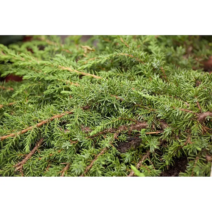Pflanzen für dich Gemeiner Wacholder 20-30 cm - Juniperus communis 'Green Carpet', Aktuelle Wuchshöhe: 20 cm - 30 cm - Üppige grüne, nadelartige Wacholderzweige und -blätter mit feiner Textur.