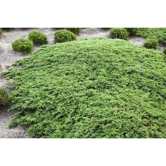 Pflanzen für dich Gemeiner Wacholder 20-30 cm - Juniperus communis 'Green Carpet', Aktuelle Wuchshöhe: 20 cm - 30 cm - Ausgedehnte Fläche lebhaft grüner Bodendecker, wie Wacholder, in einer Gartenumgebung.