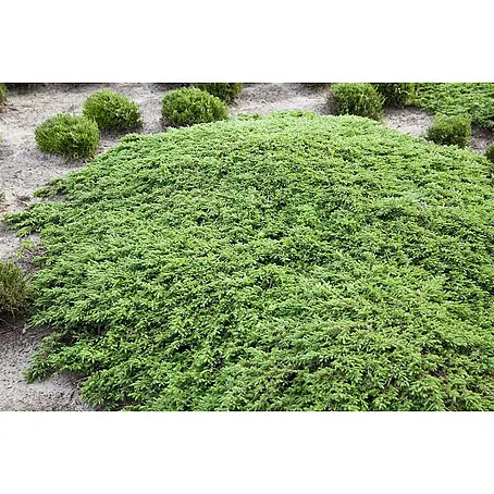 Pflanzen für dich  Gemeiner Wacholder 20-30 cm