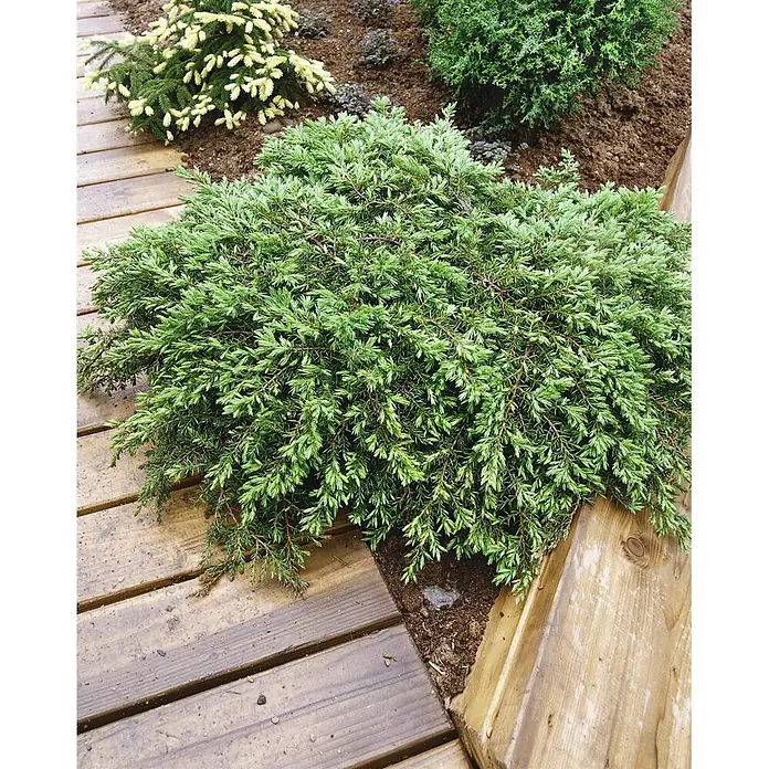 Pflanzen für dich Gemeiner Wacholder 20-30 cm - Juniperus communis 'Green Carpet', Aktuelle Wuchshöhe: 20 cm - 30 cm - Ein leuchtend grüner Wacholderbusch mit dichtem Laub und braunen Ästen wächst neben einem natürlichen Holzdeck.