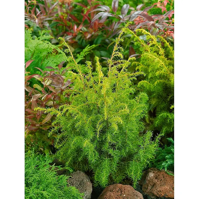 Pflanzen für dich Gemeiner Wacholder 40-60 cm - Juniperus communis 'Schneverdinger Gold Machangel', Aktuelle Wuchshöhe: 40 cm - 60 cm - Hellgrüner, stacheliger Zwerg-Nadelbaumstrauch, der zwischen anderen Pflanzen und Steinen wächst.