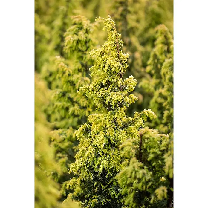 Pflanzen für dich Gemeiner Wacholder 40-60 cm - Juniperus communis 'Schneverdinger Gold Machangel', Aktuelle Wuchshöhe: 40 cm - 60 cm - Lebhaft gelbgrüne immergrüne Pflanze mit dichtem, nadelförmigem Laub.