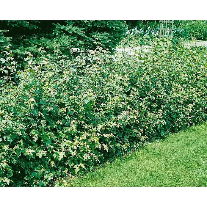 Pflanzen für dich Spitzahorn 60-100 cm - Acer campestre - Dichte grüne Hecke mit hellgrünen, gelappten Blättern und rötlichen Stielen, die eine natürliche Grenze bildet.