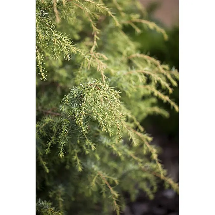 Pflanzen für dich Gemeiner Wacholder 40-60 cm - Juniperus communis 'Schneverdinger Gold Machangel', Aktuelle Wuchshöhe: 40 cm - 60 cm - Nahaufnahme von leuchtend grünen, nadelartigen Nadelbaumblättern an Zweigen.